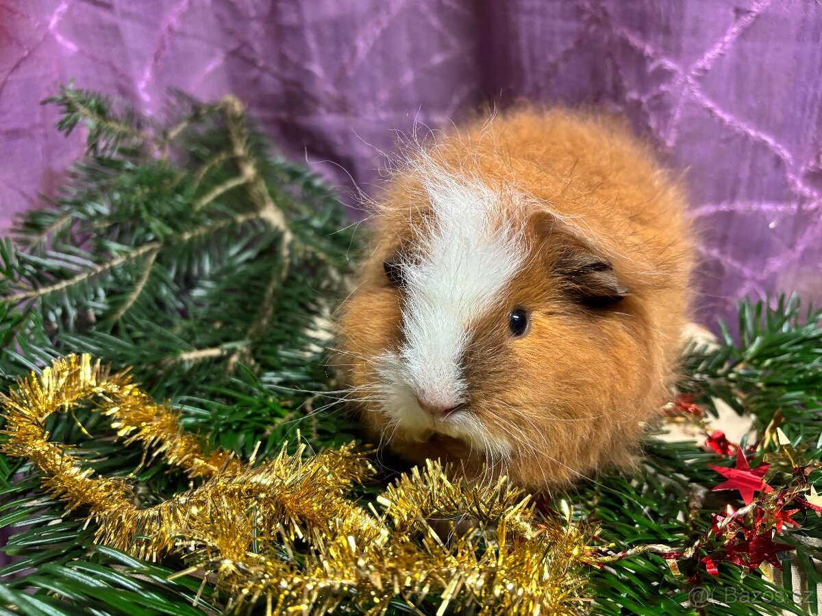 Morčátko chlapeček s PP - 4