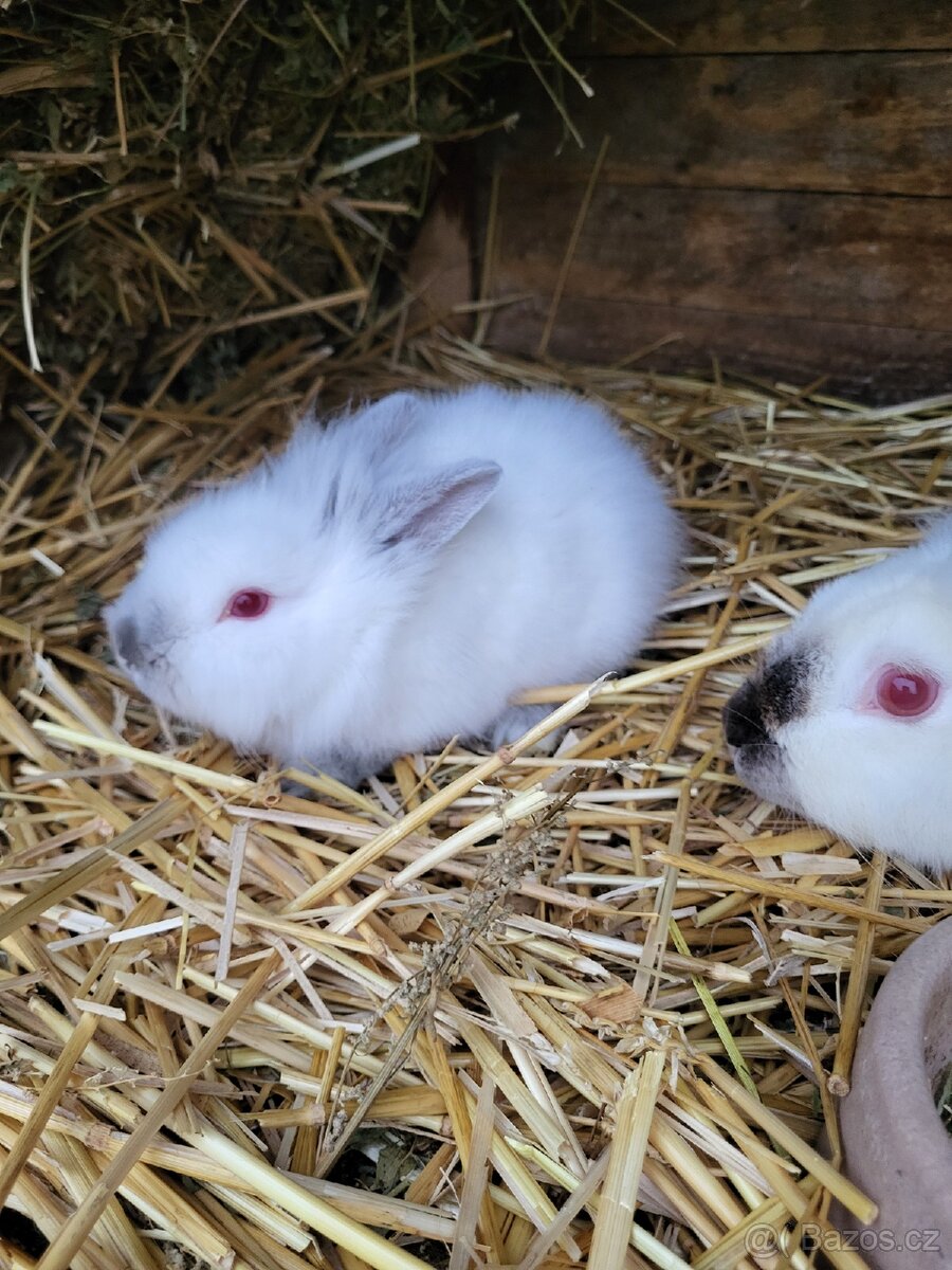 Zakrslý králík - 4