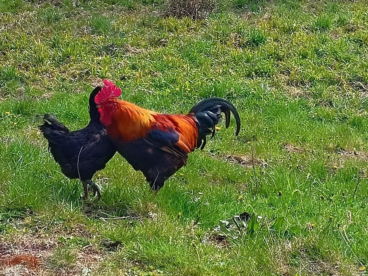 Kohout 🐓 - 4