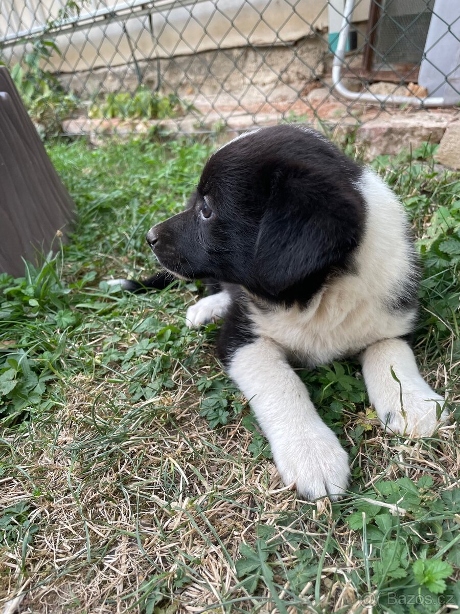 Border kolie - 4