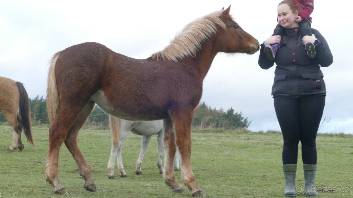 Welsh pony of cob type, sekce C - 4