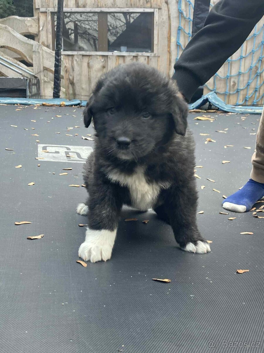 Kavkazský pastevecký - 4