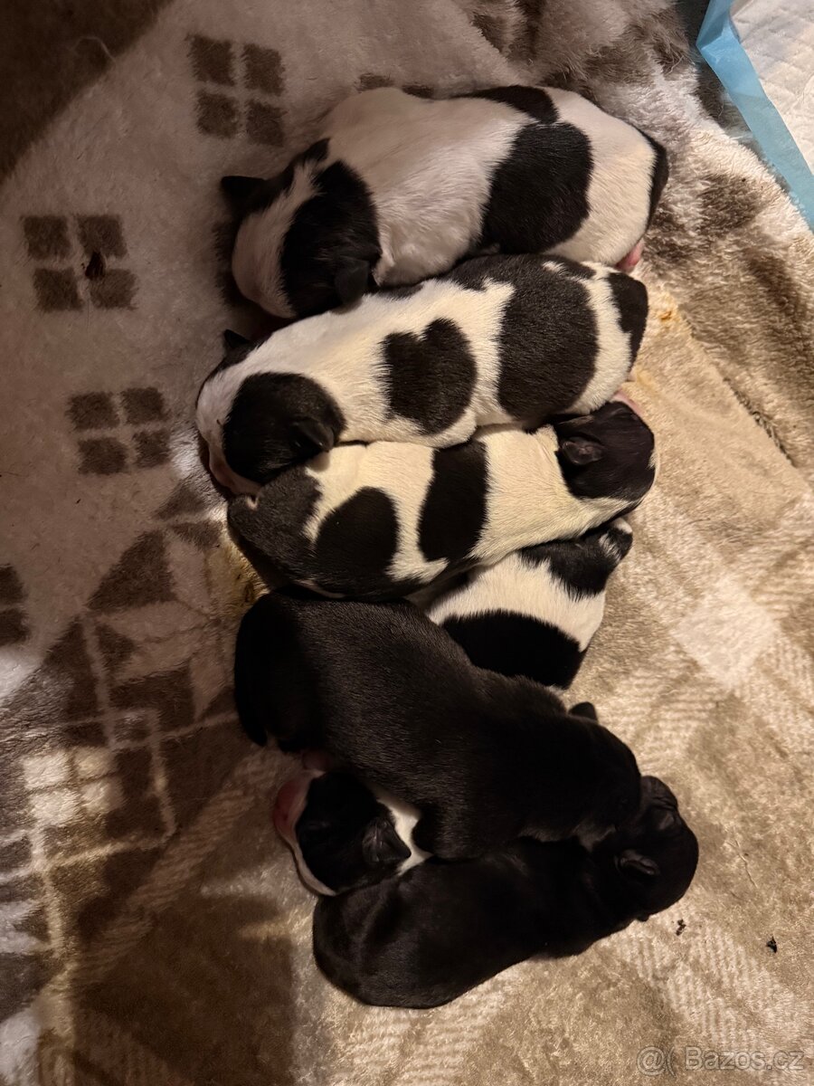 Štěňata - 4