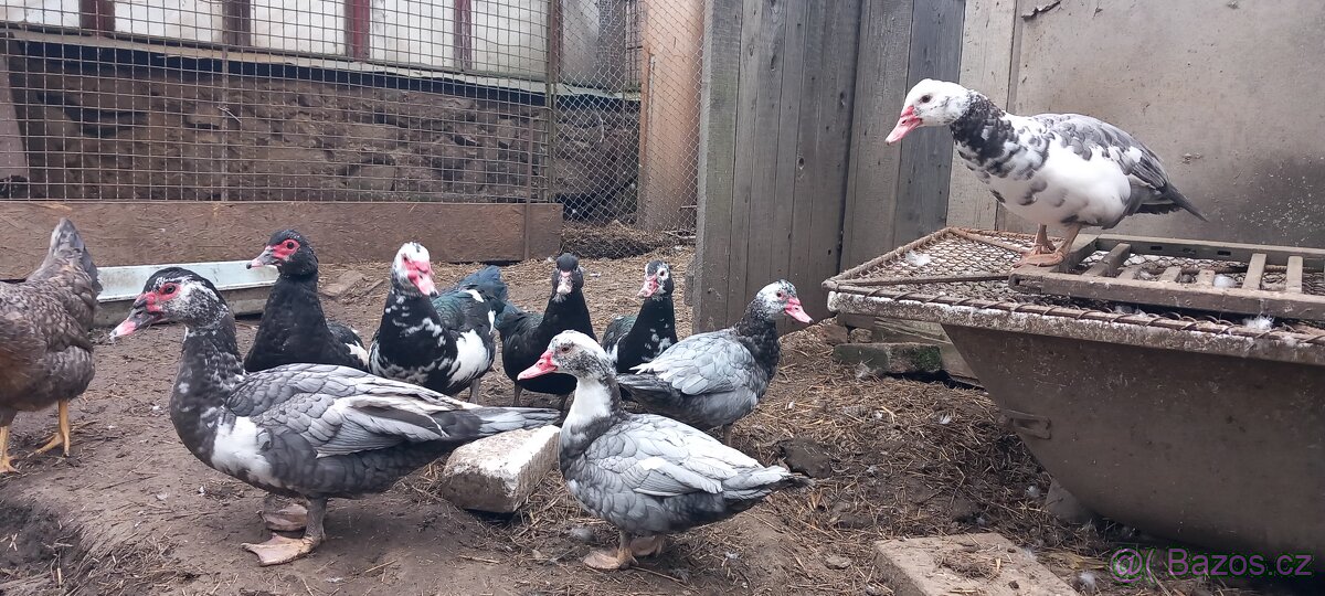 Pižmovka, kachna čínská - 4