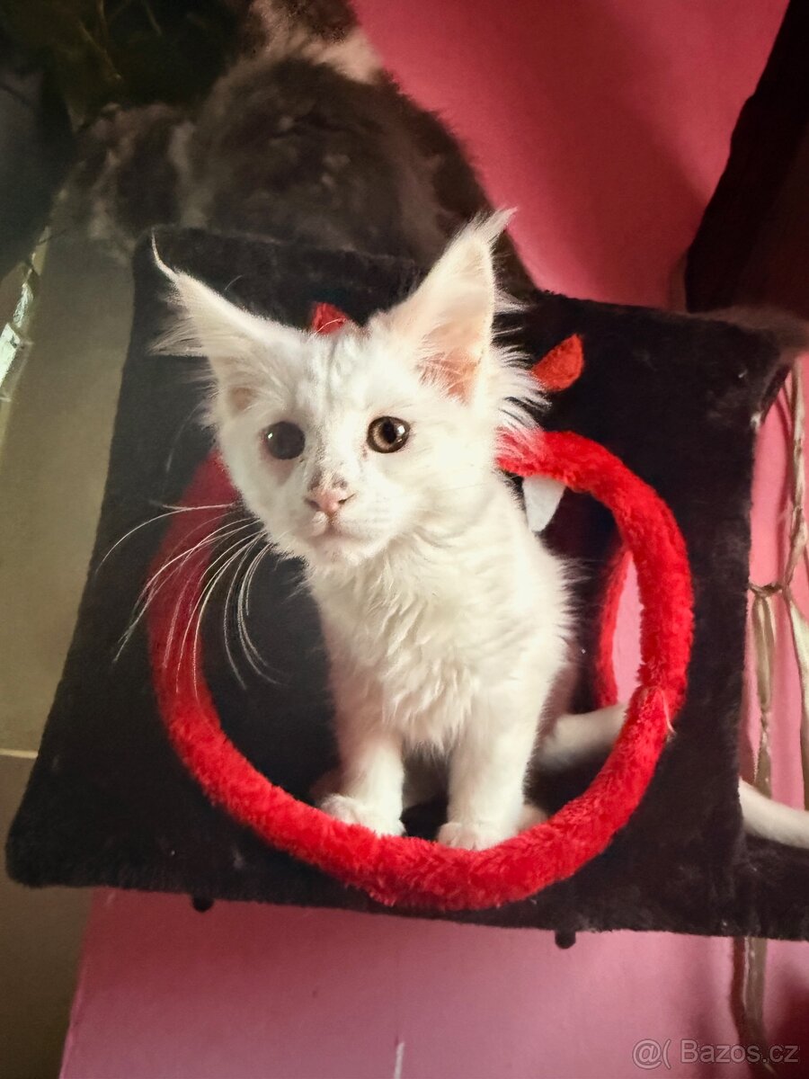 Mainská mývalí bez PP - 4