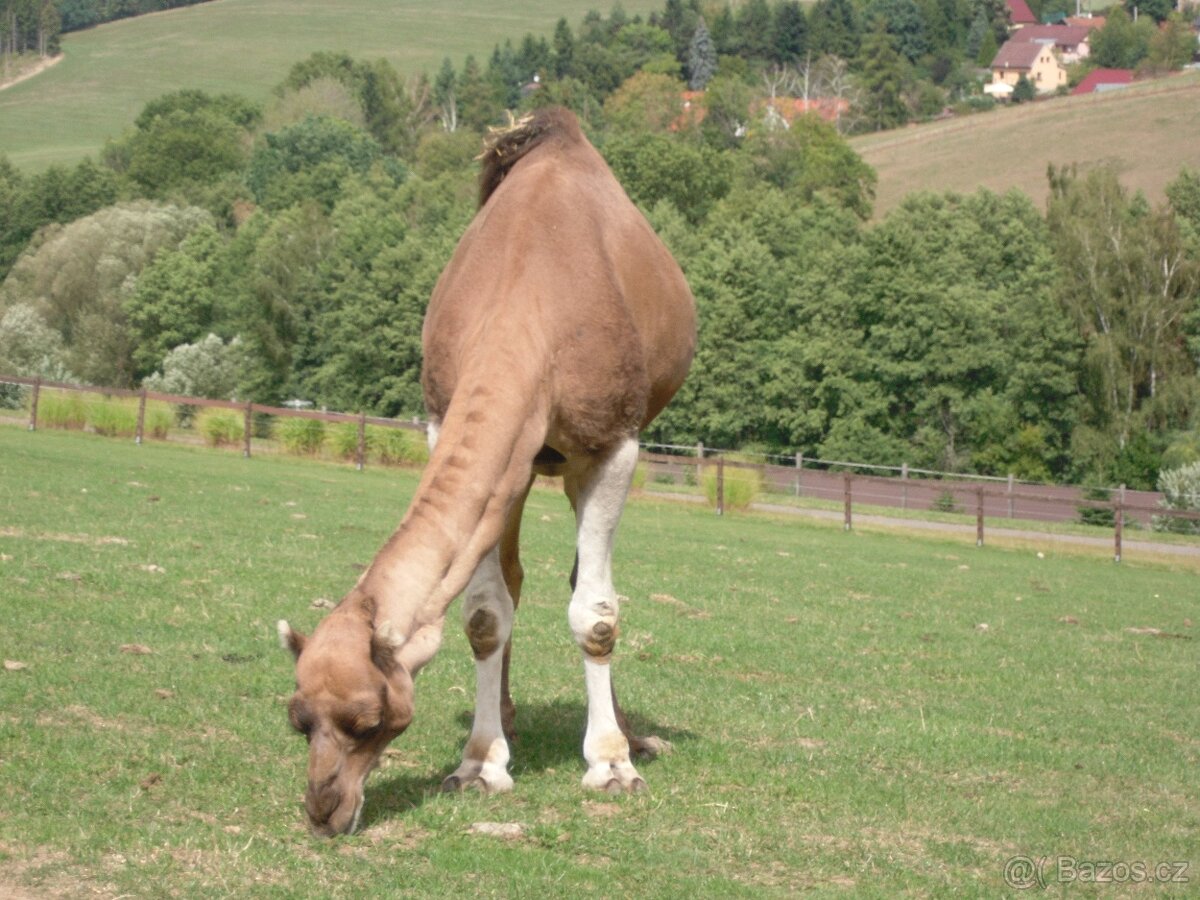 Velbloud jednohrbý dromedár - 4