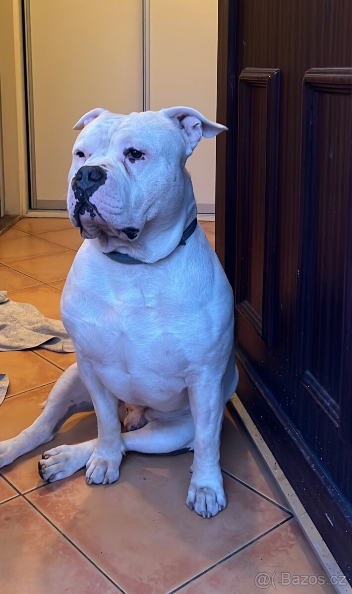 Krytí American Bully standard - 4