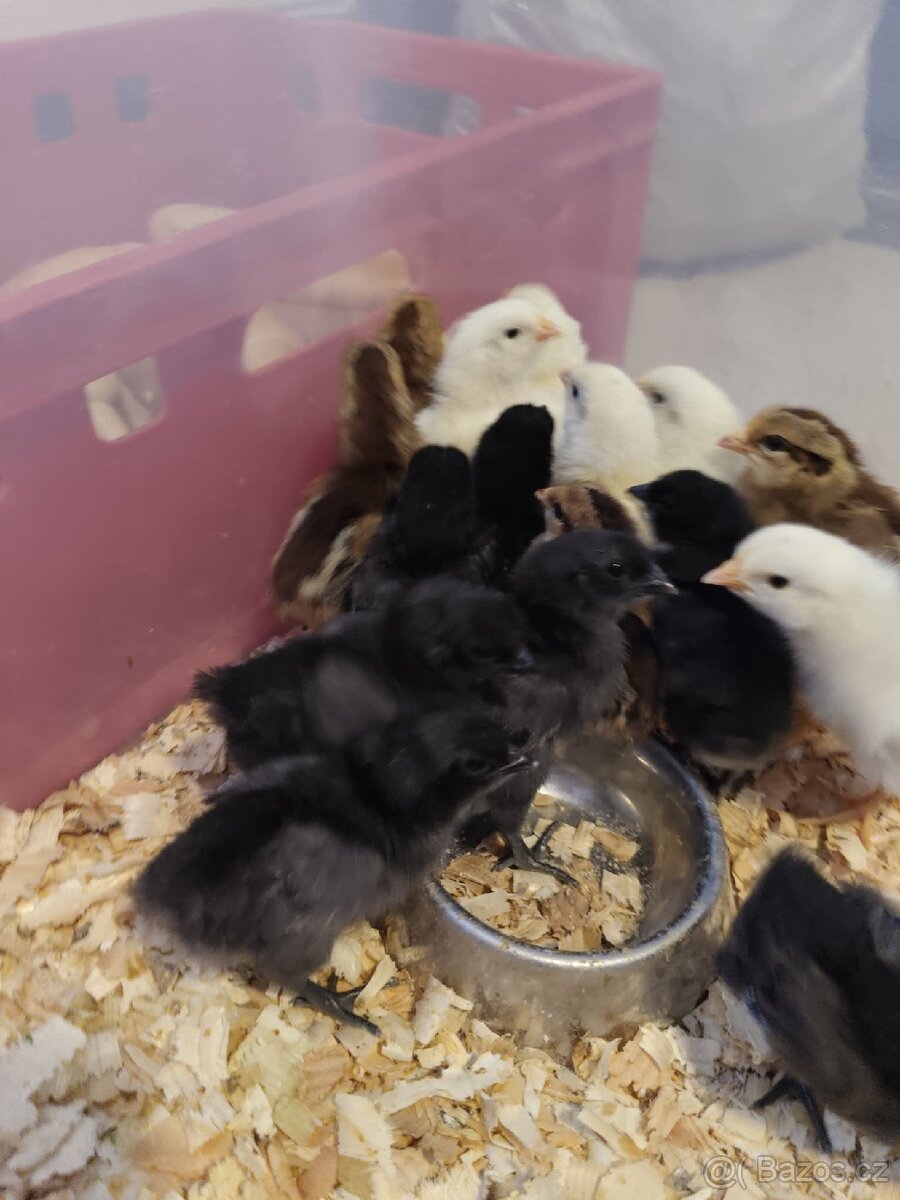 Násadová vejce + možnost vylíhnutí - 4