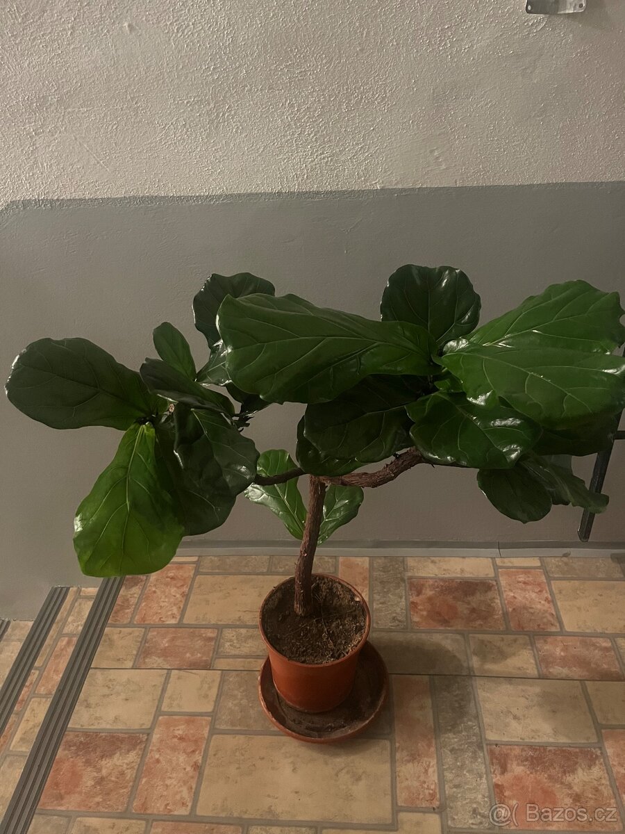 Pokojové rostliny - 4