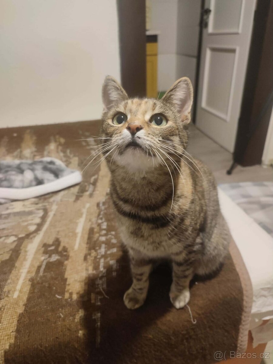 Kočička Mája - 4