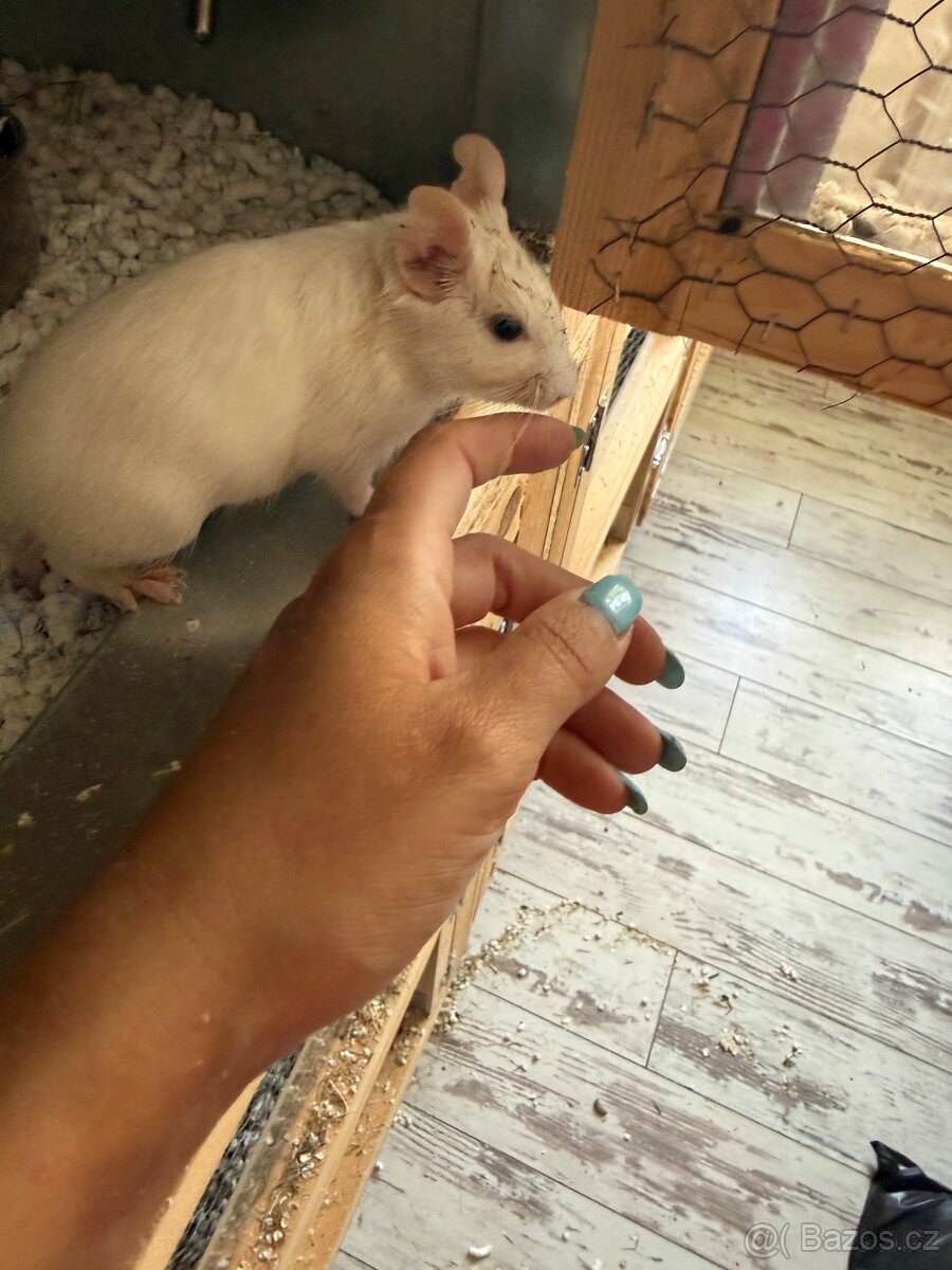 Osmak degu - 4