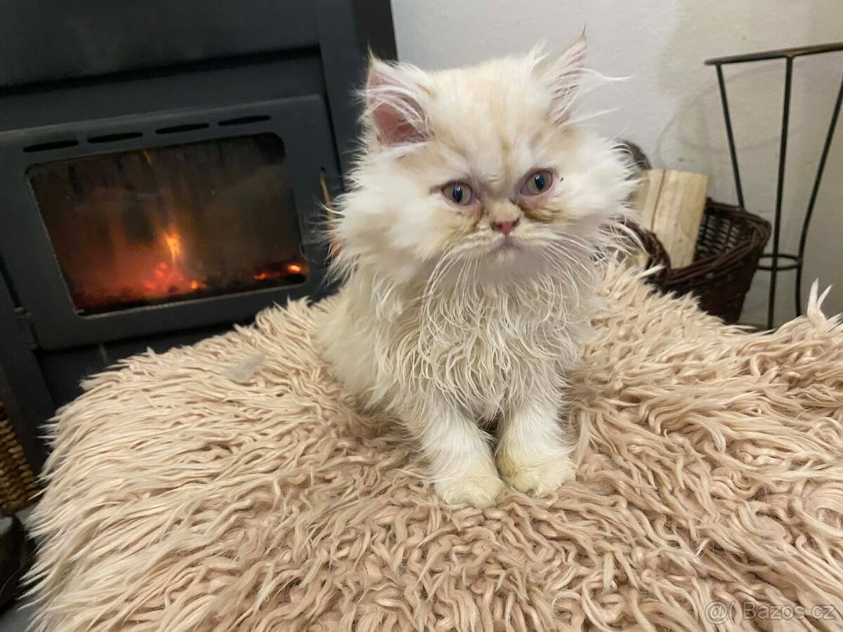 Perská koťátka - 4