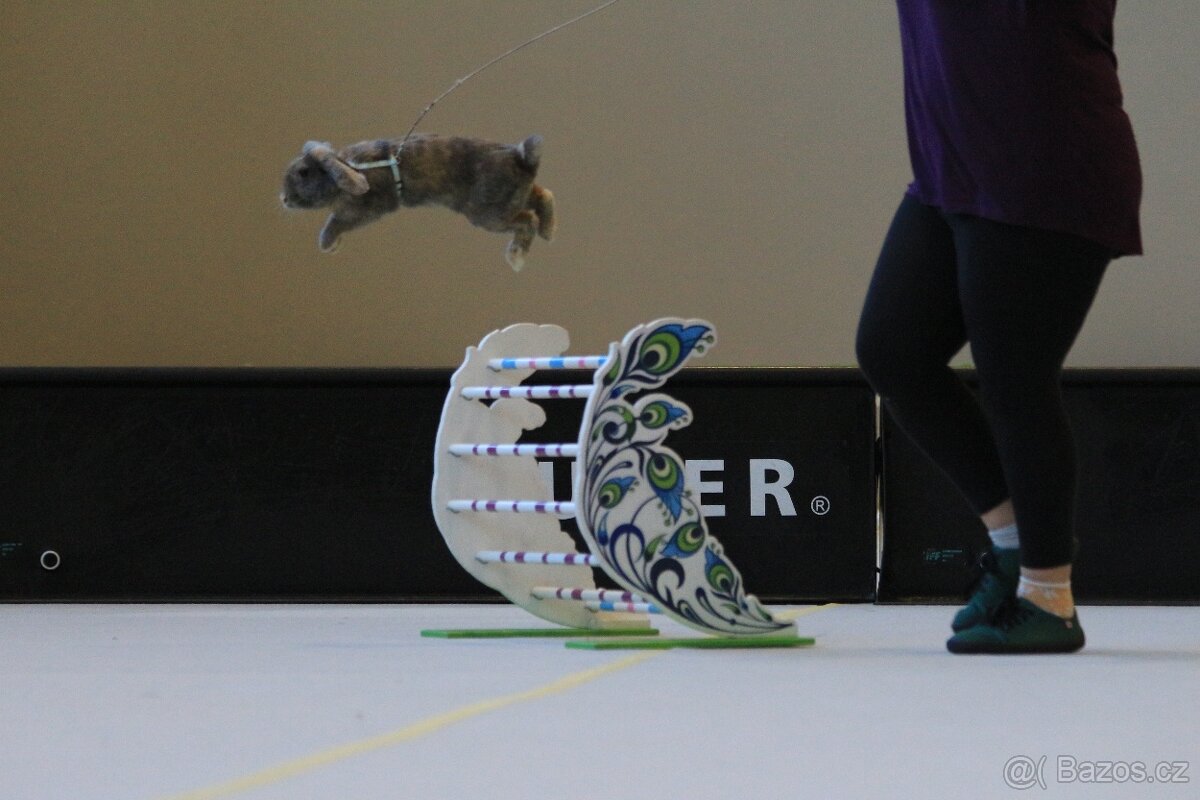 Předvedení králičího hopu - 4