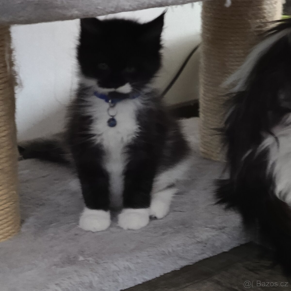 Mainská mývalí koťátka - 4