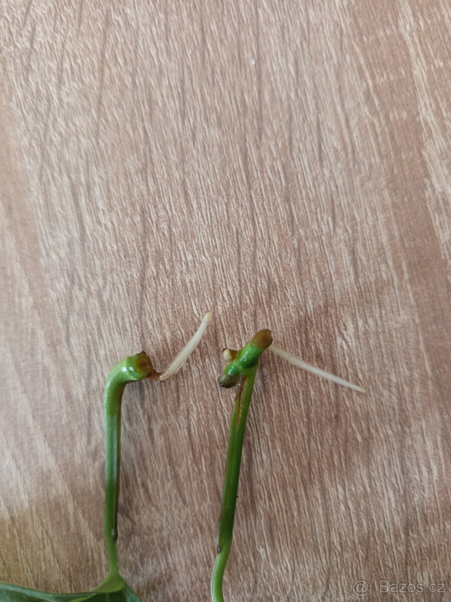 Monstera esqueleto - 4