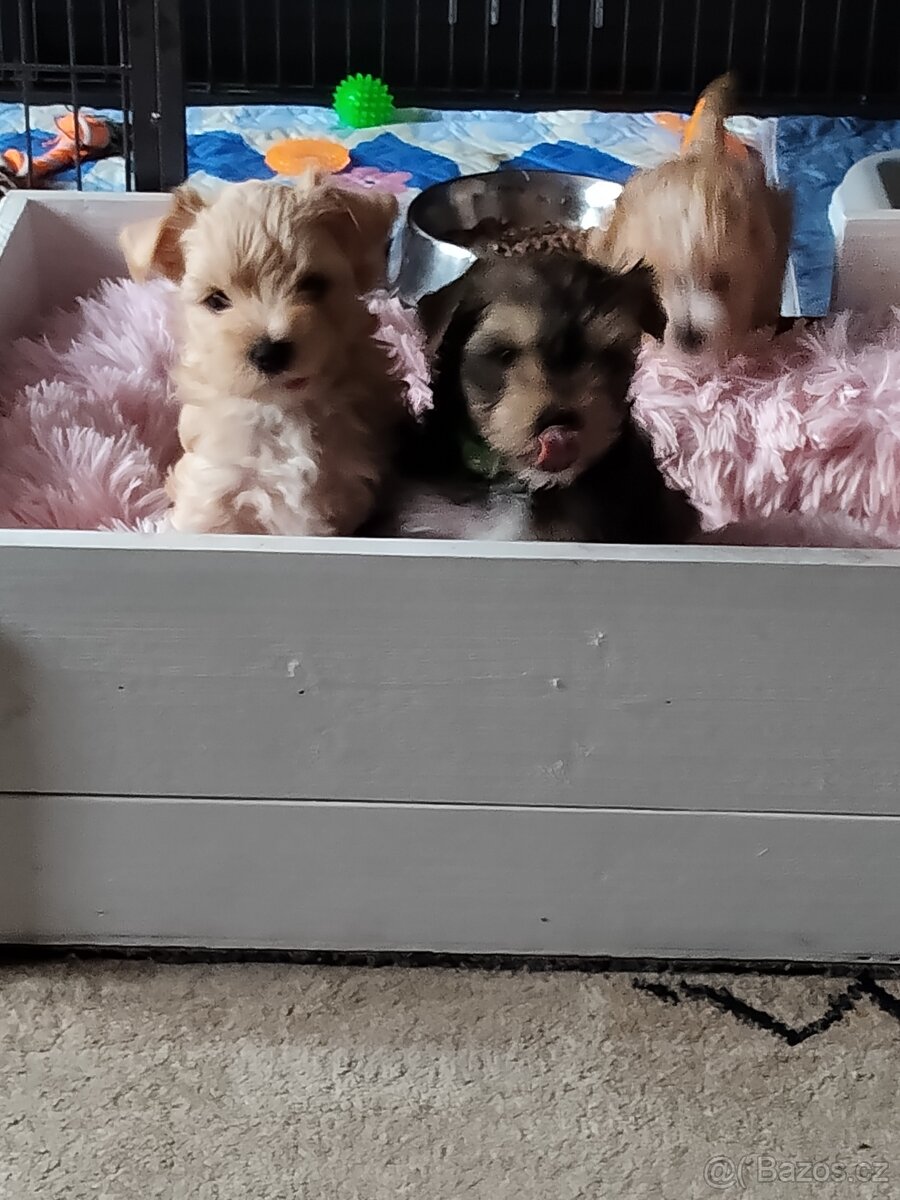 Yorkšírský teriér - 4