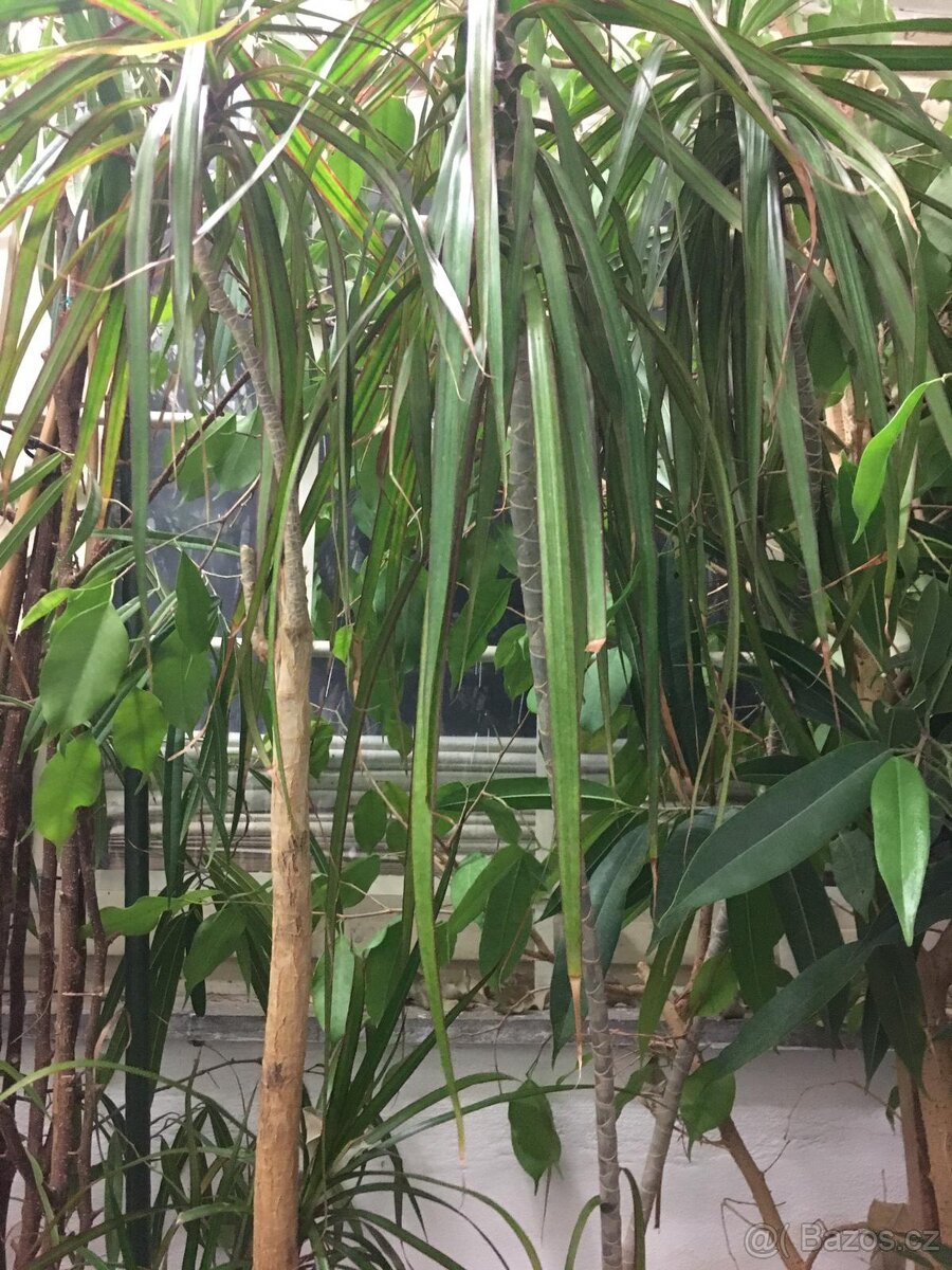 POKOJOVE KVETINY - 4