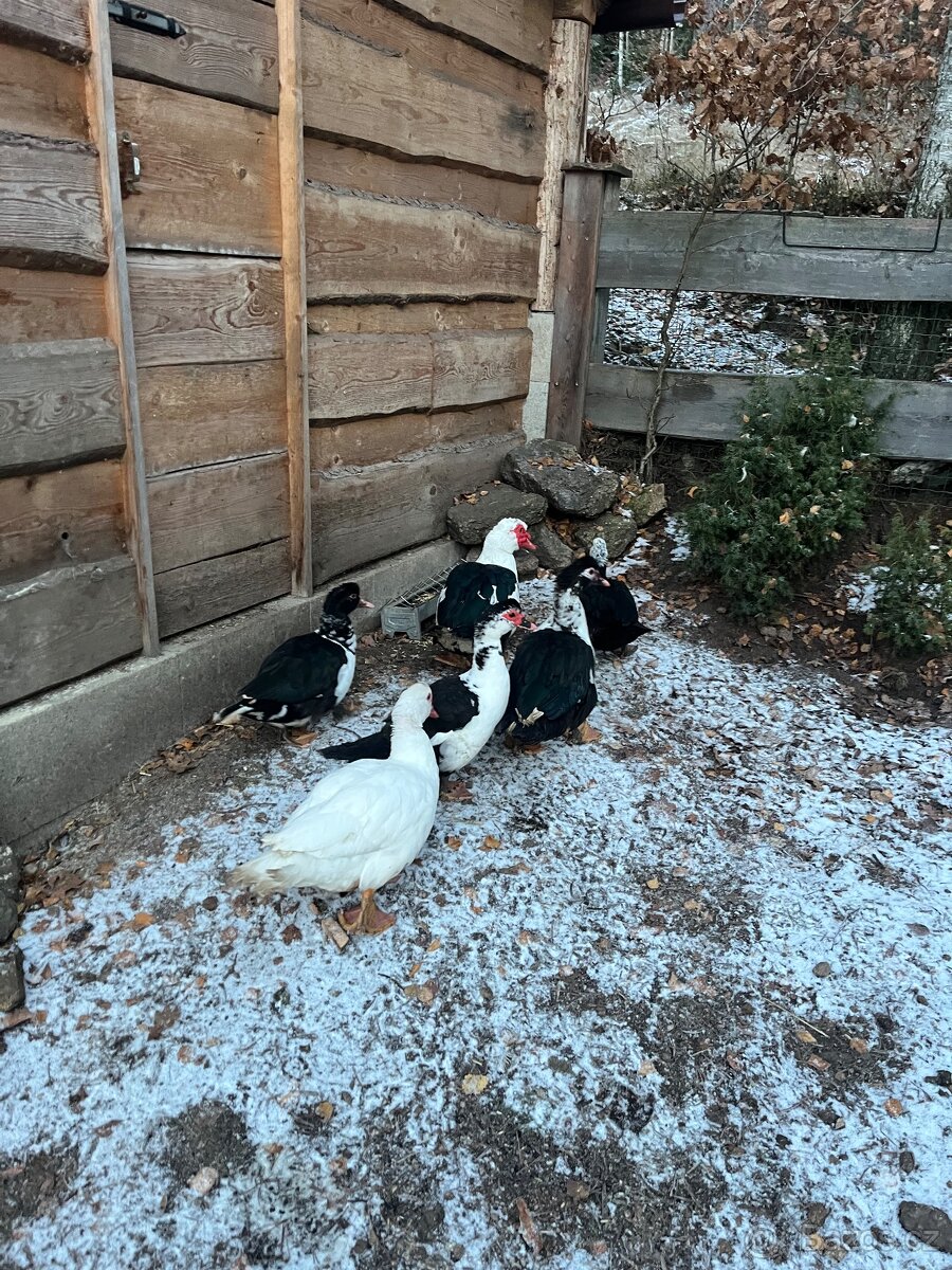 Kachna Pižmová - 4