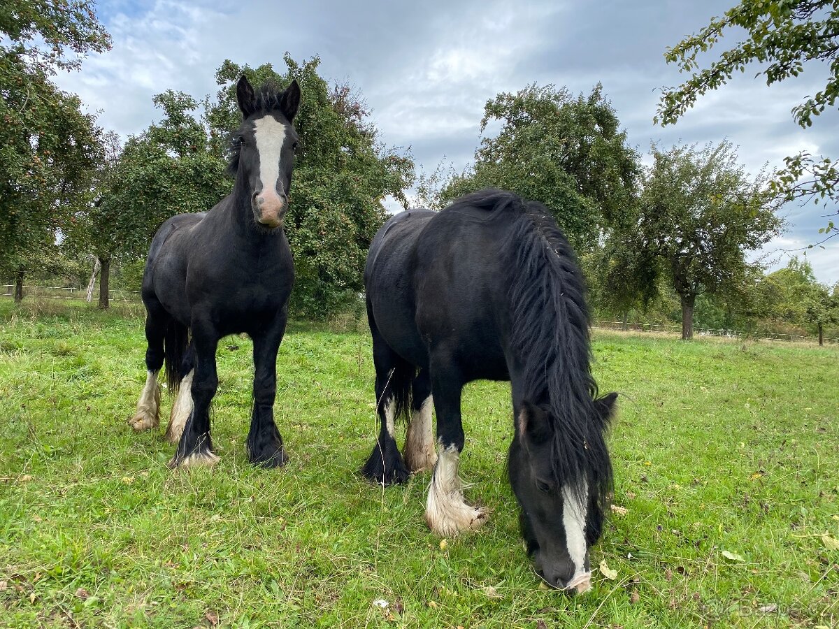 Hřebeček irského coba s plným původem - 4