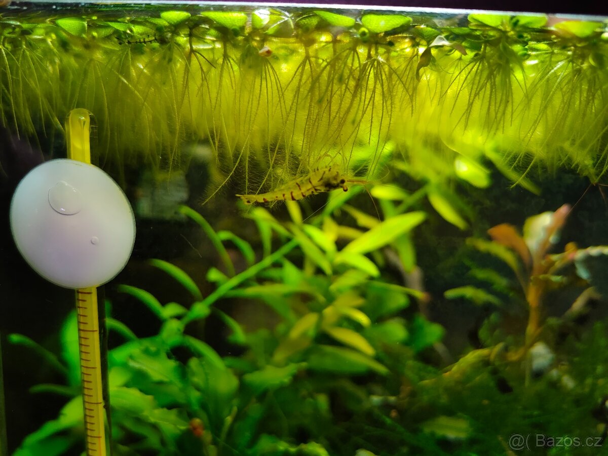 Krevetky Caridina cantonensis sp. Tiger - 4