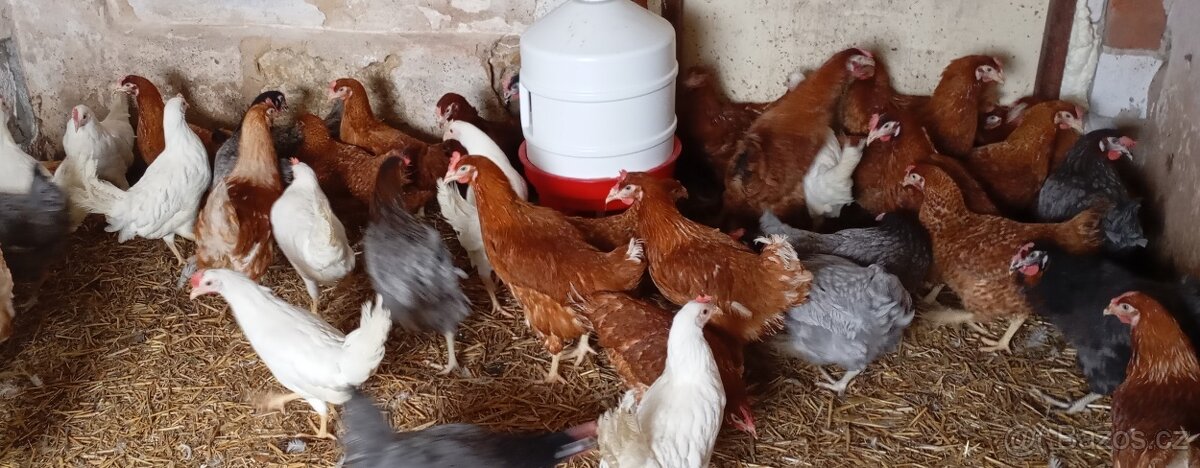 Kuřice,nosnice. - 4