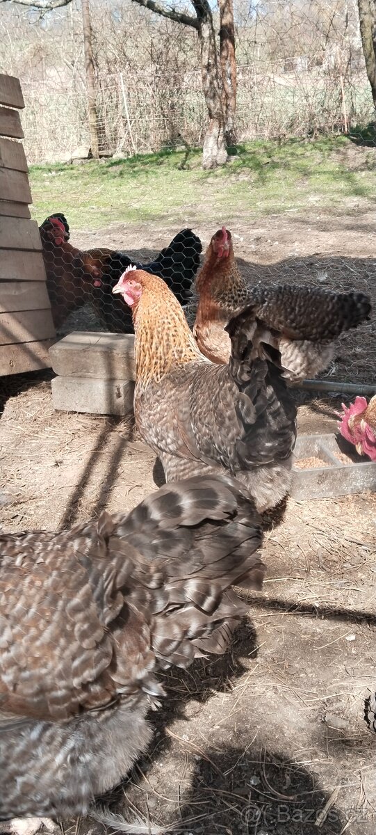 Bielefeldská slepice - 4