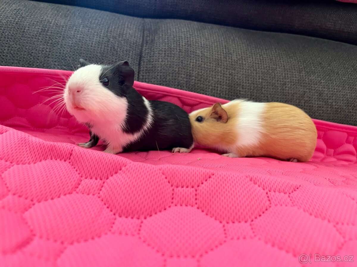 Morčata samičky - 4