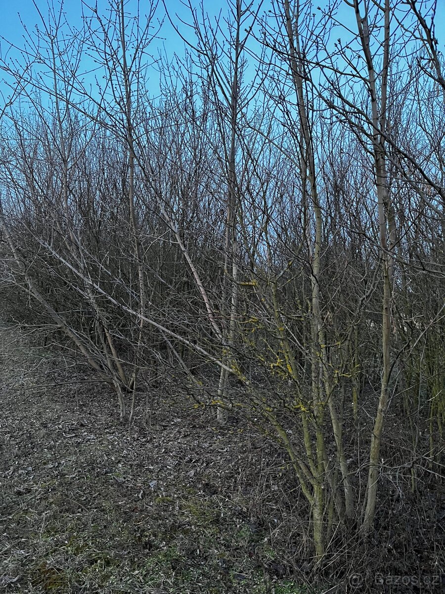 Dřevo na palivo - 4