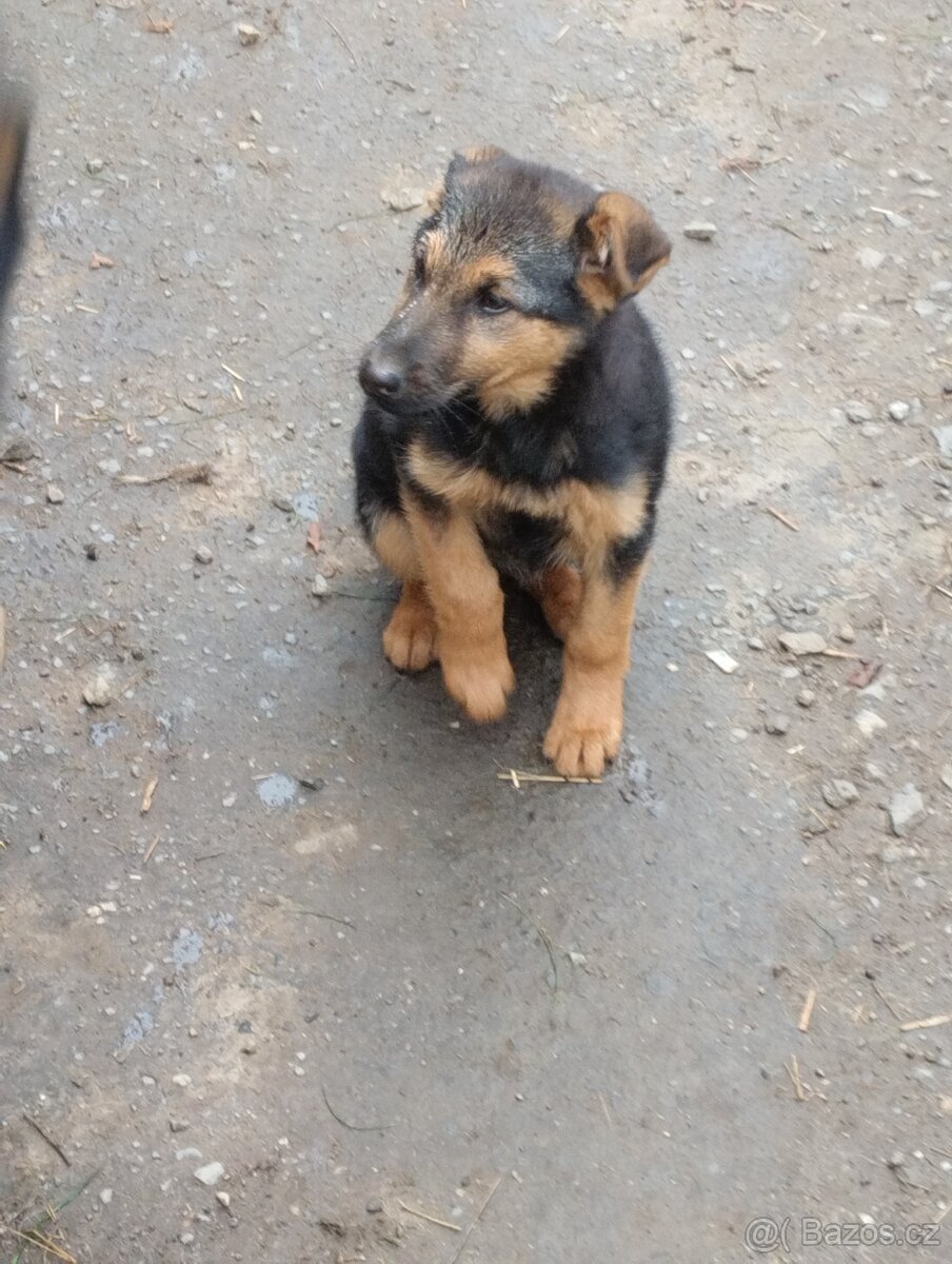 Štěně NO pes - 4