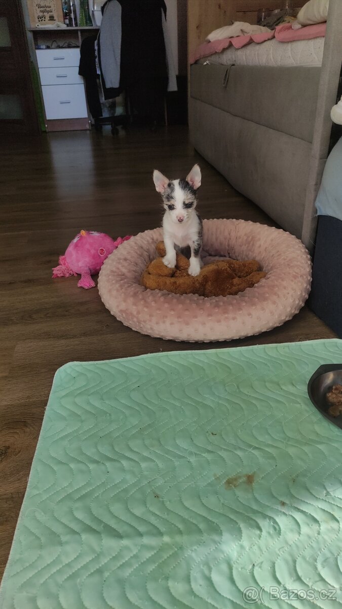 Predám steniatko - 4