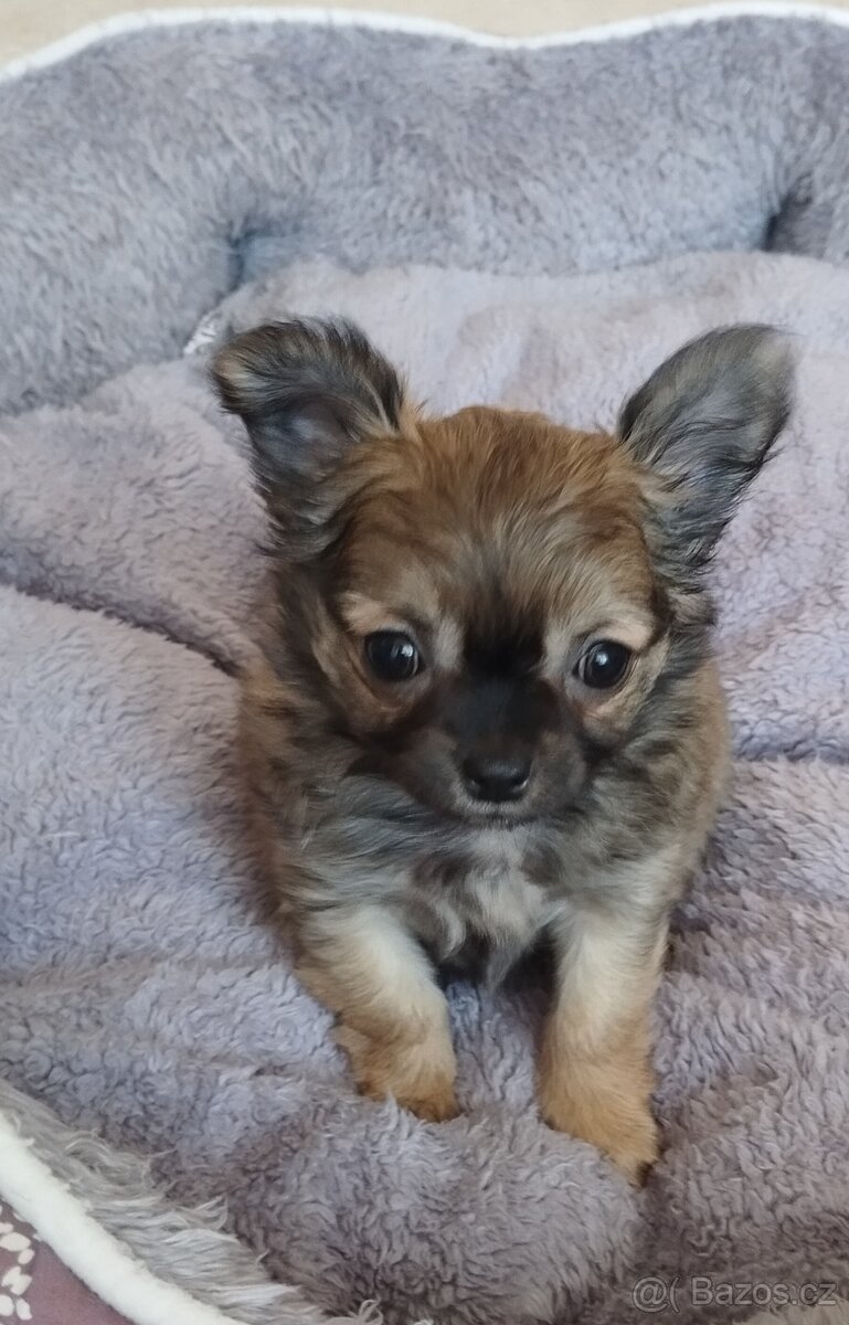 Čivava dlouhosrstá fenky - 4