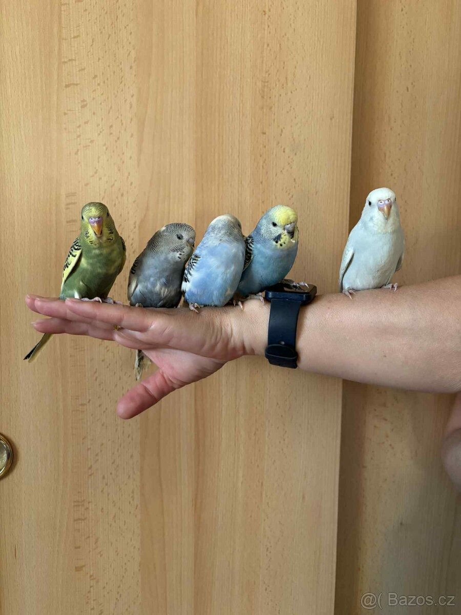 Prodám mladé andulky po vylétnutí z budky - 4