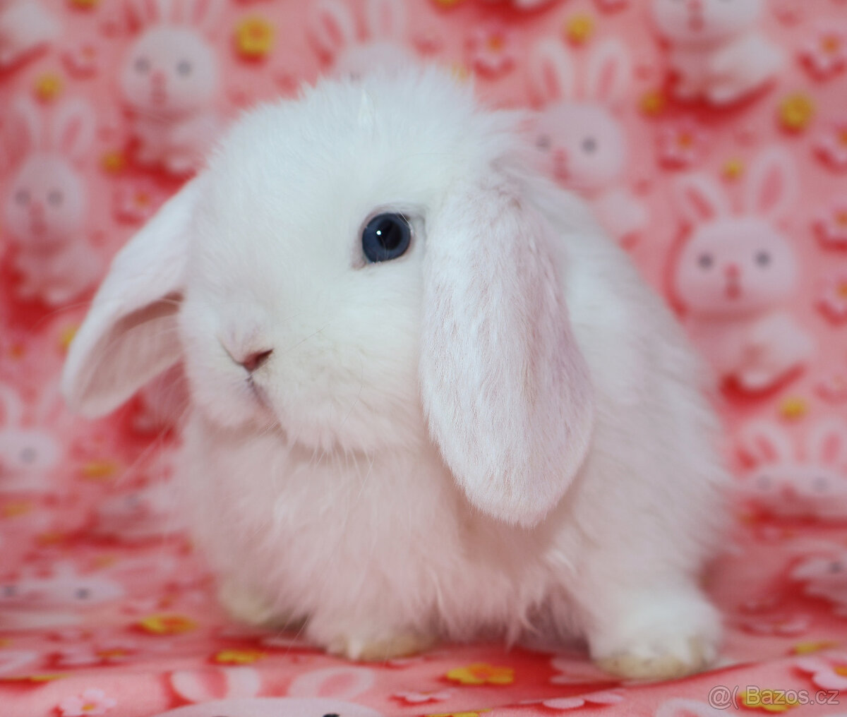 Zakrslý beránek sameček modrooký nyní k odběru. - 4