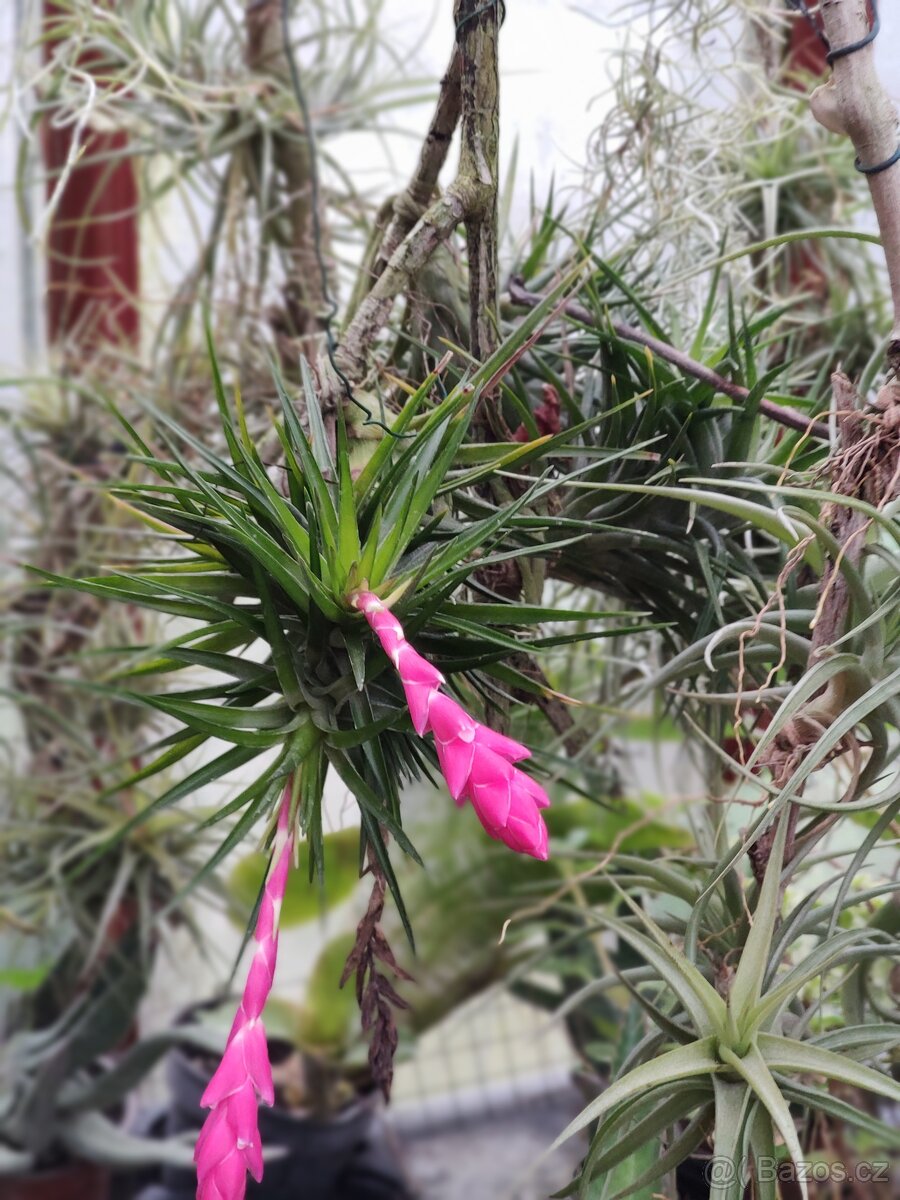 Tilandsie epifyt - 4