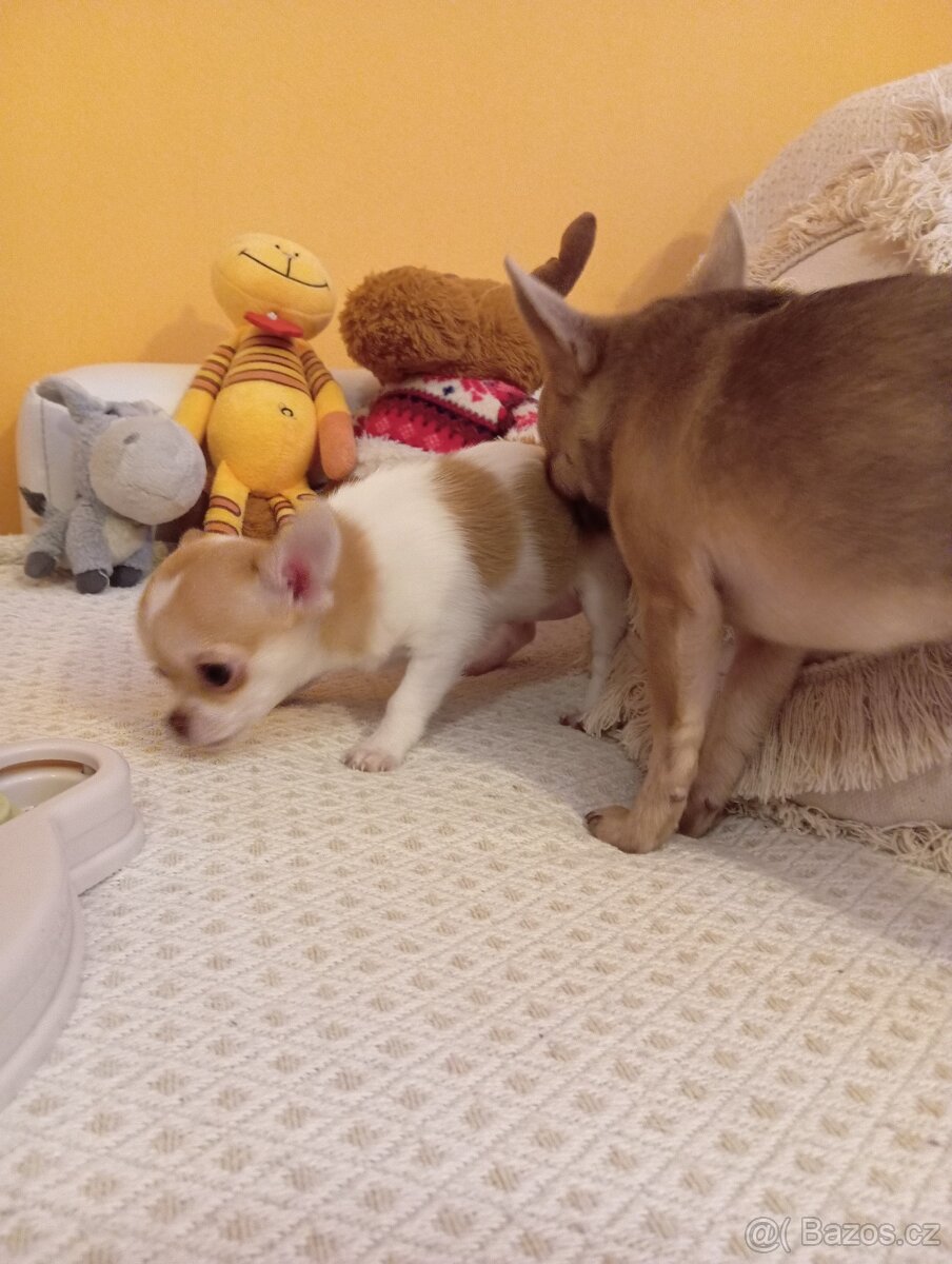 Čivava krátkosrstá +Kupní smlouva - 4