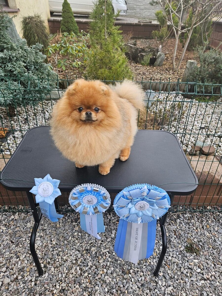Pomeranian s PP FCI - luxusní štěňátka k rezervaci - 4