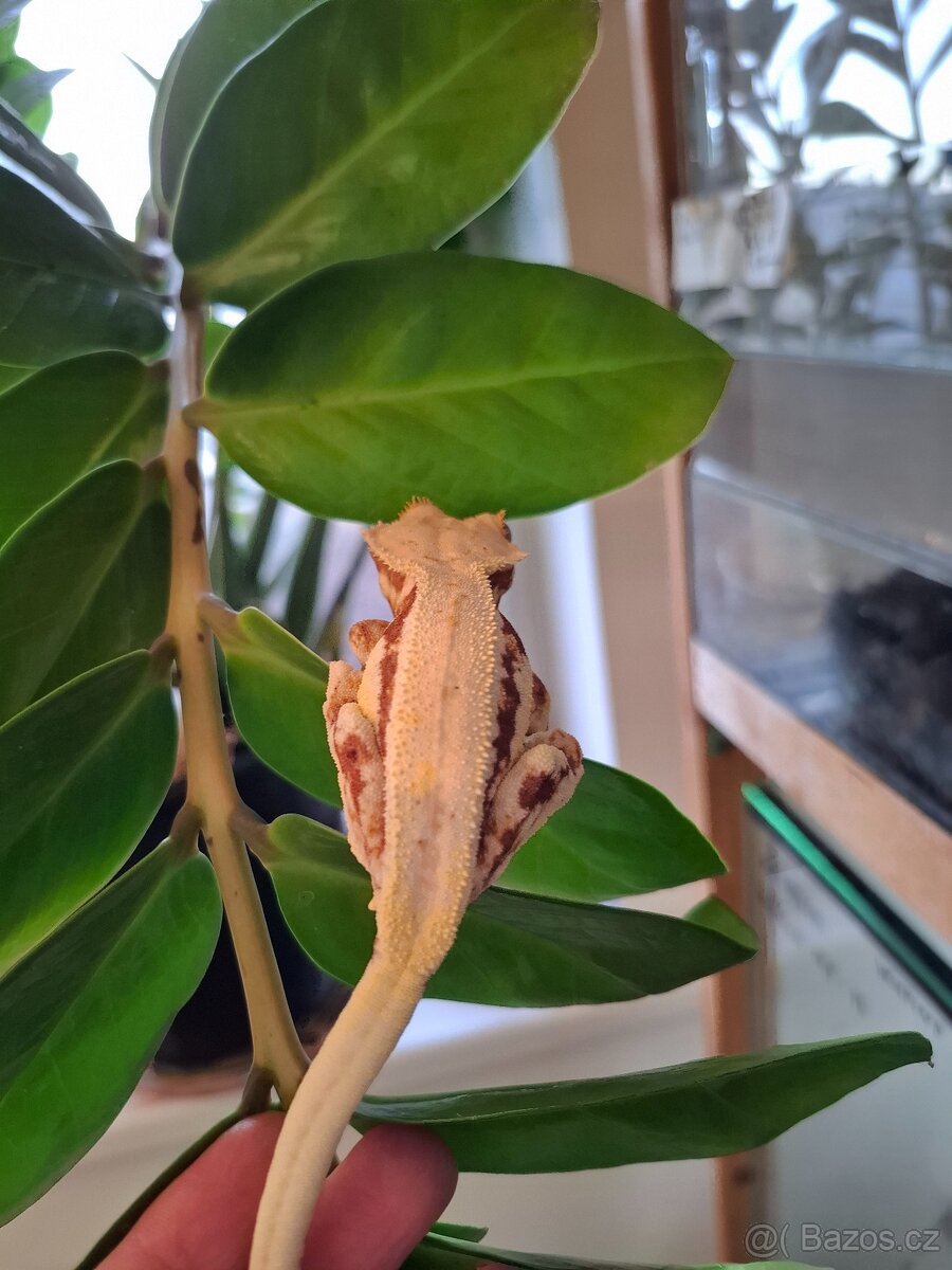 Pagekon řasnatý Lilly White - 4