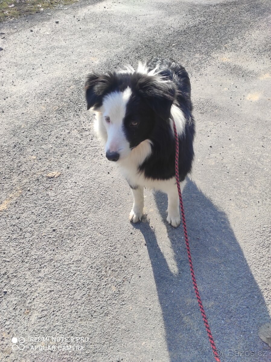 Border kolie - 4