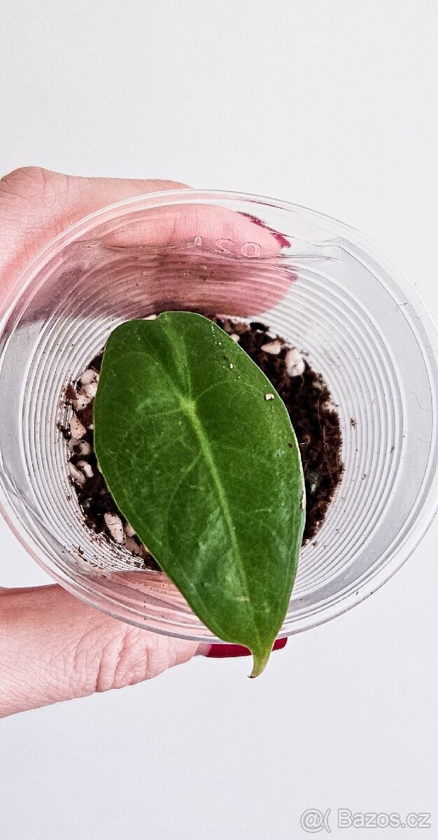 Alocasia Longiloba - 4