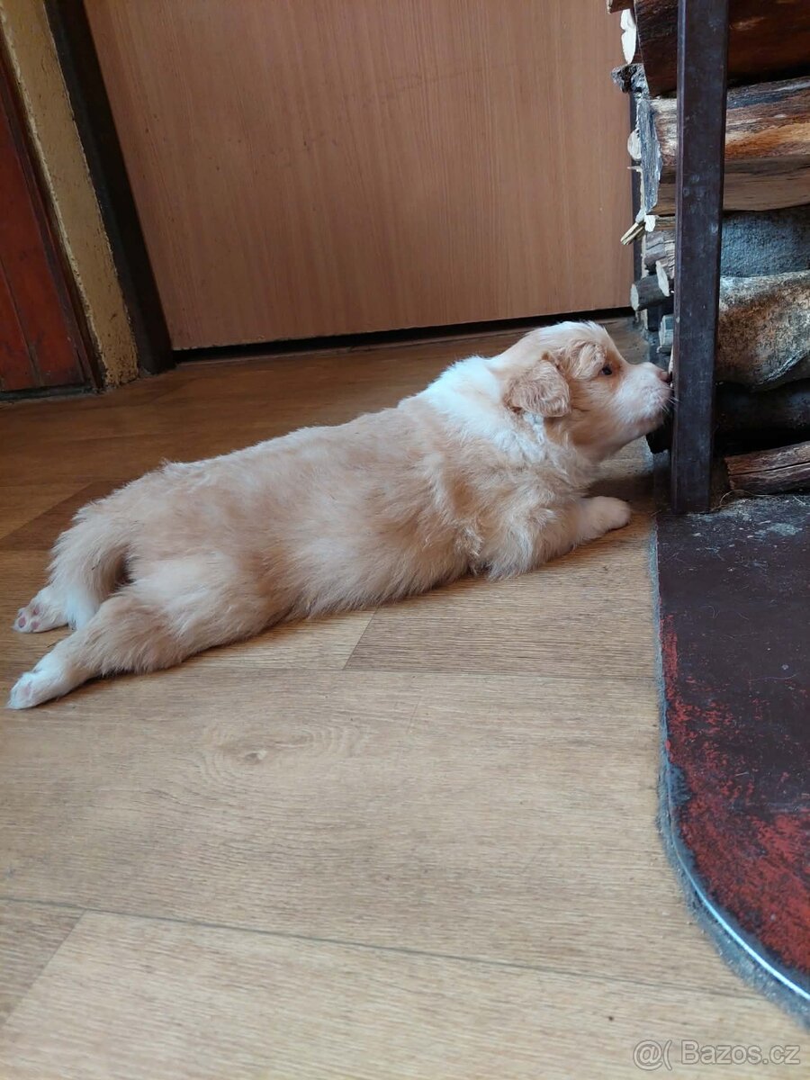 border kolie ee - red - 4