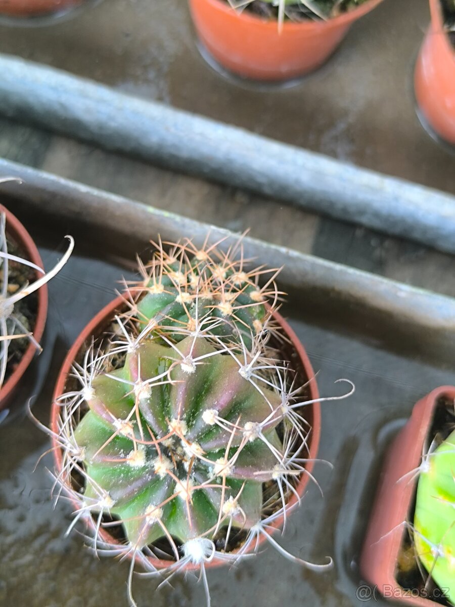 Sukulenty,kaktusy - 4