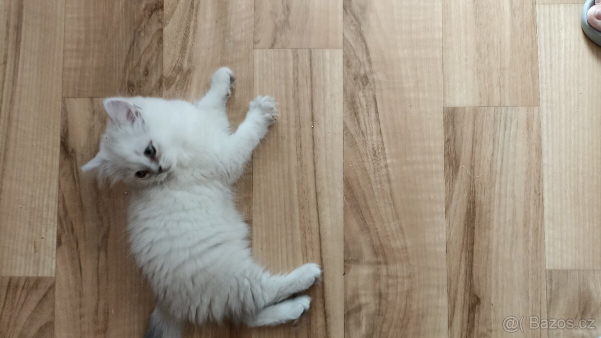 Britský Silver Point kocourek s PP - 4