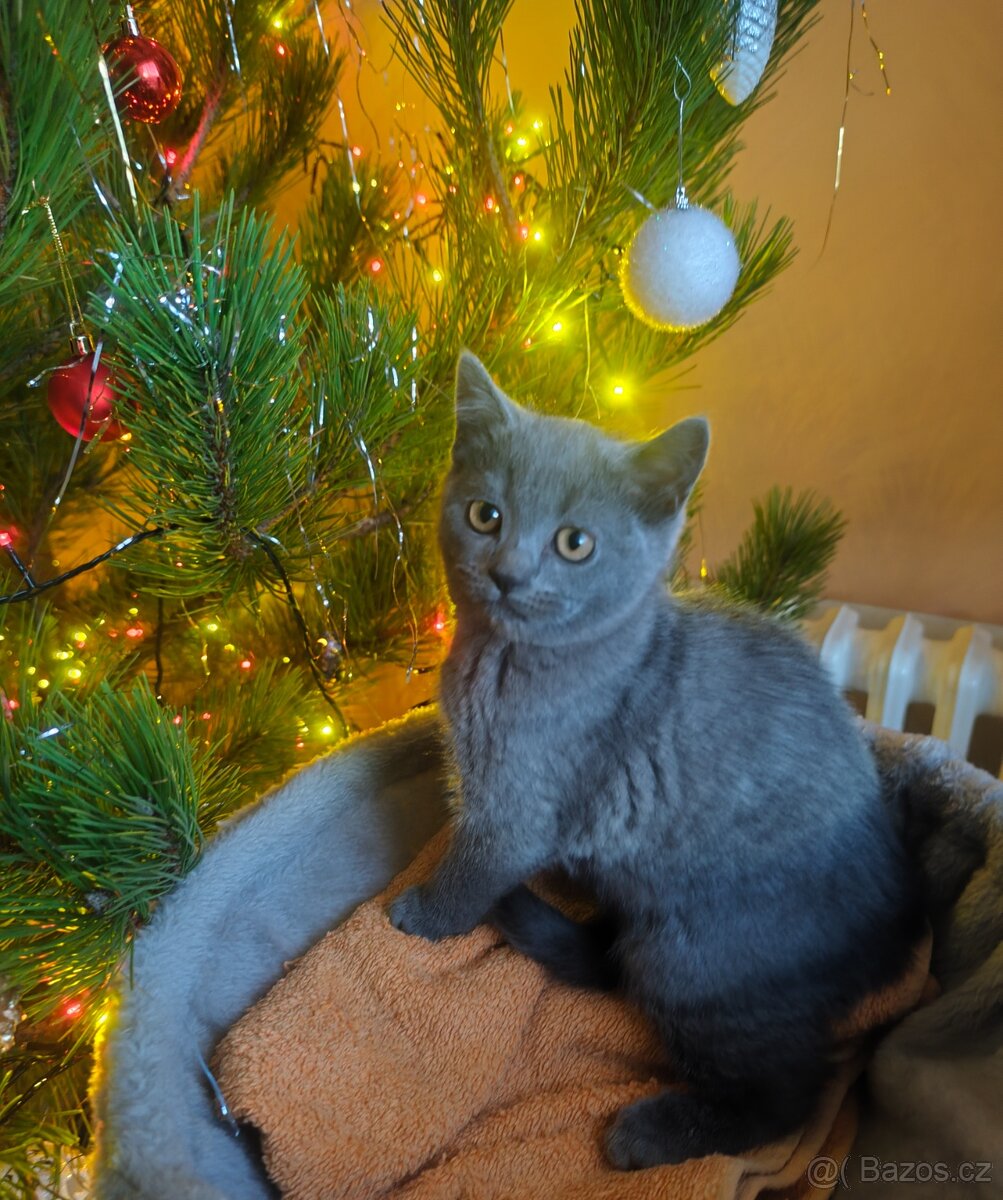 Britská modrá koťata bez PP, - 4