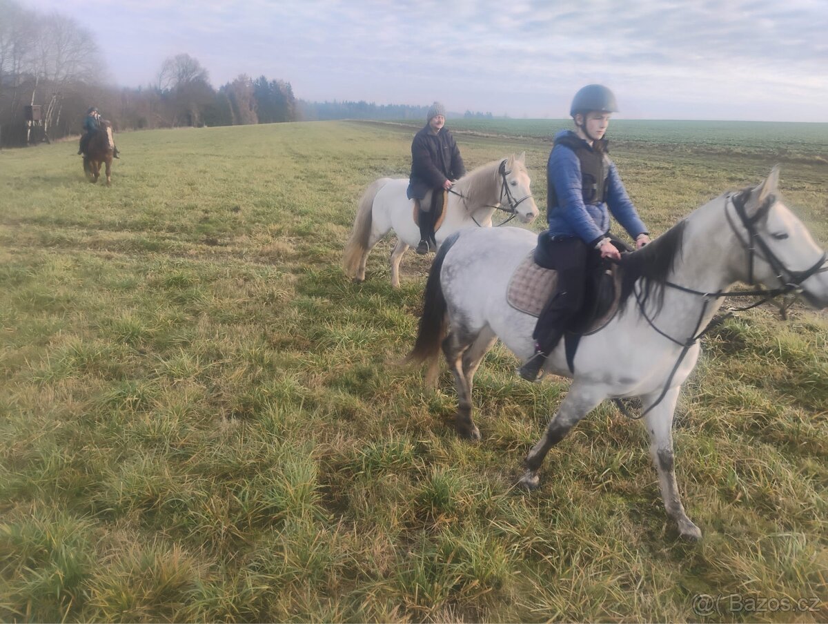 Bílá grošovaná kobyla - 4