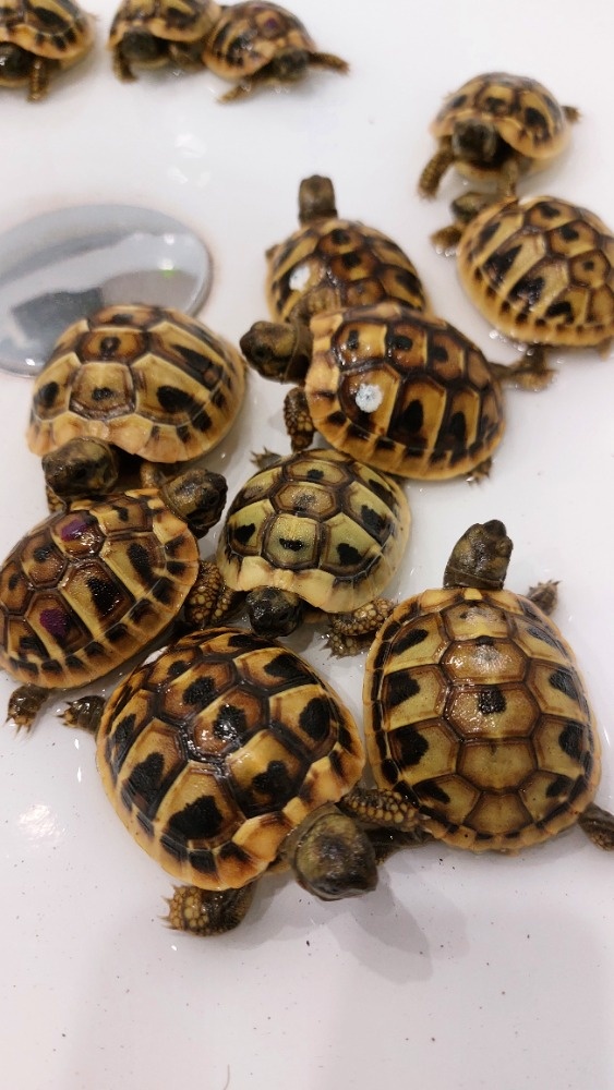 Želva zelenavá - letošní mláďata s CITES - 4