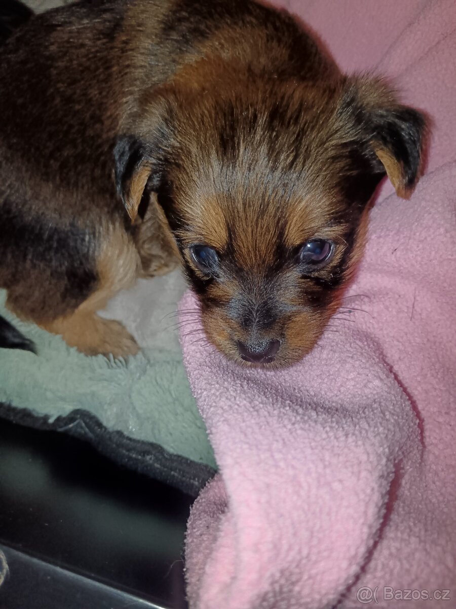Štěňata - 4