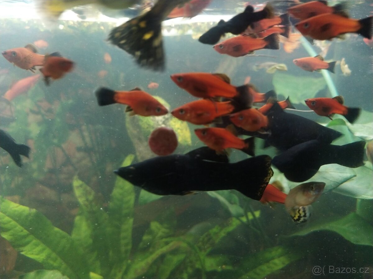 Mečovky ADA Xiphoporus Helleri ADA - 4