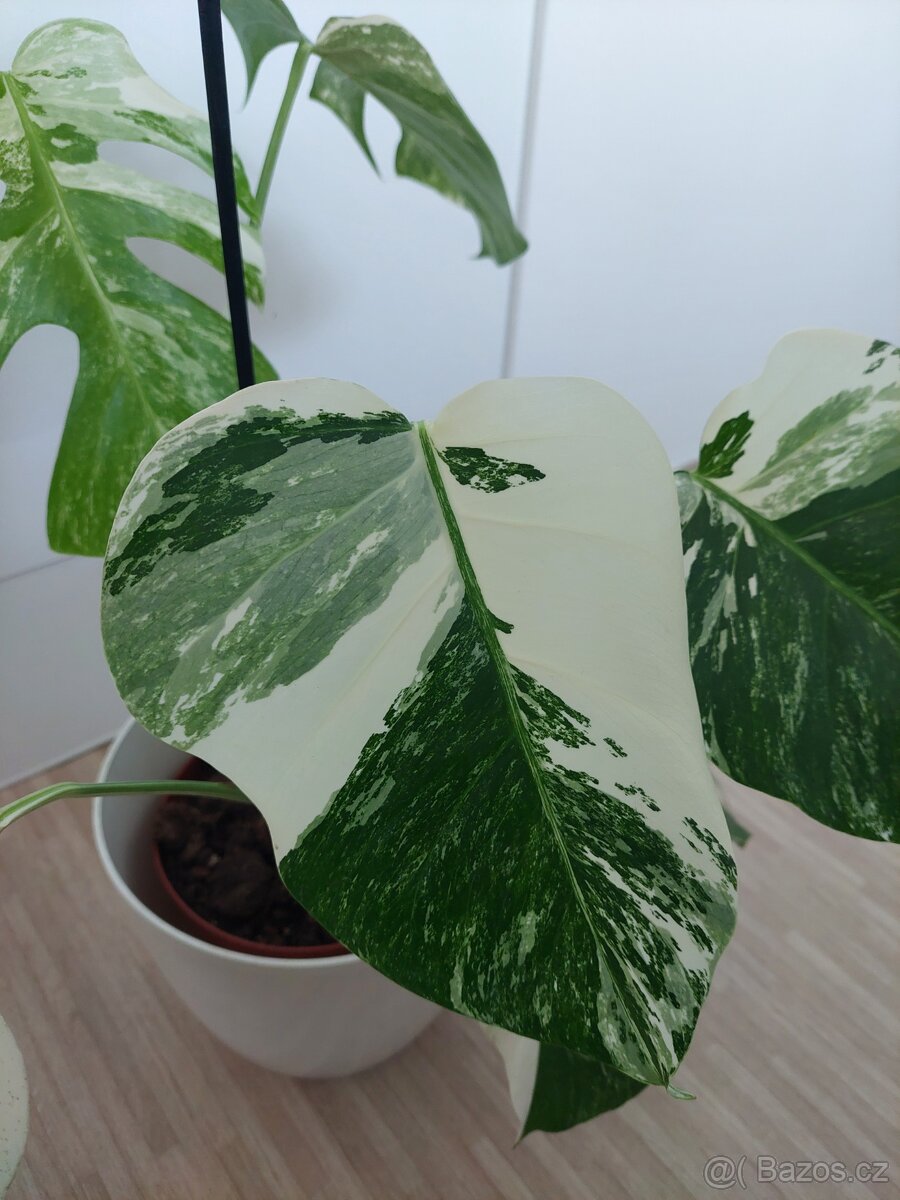 Monstera albo variegata - 4