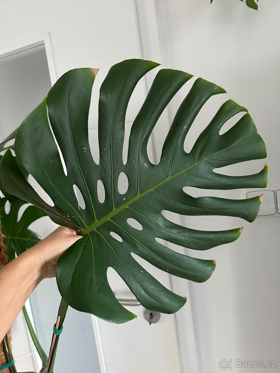 Monstera - 4