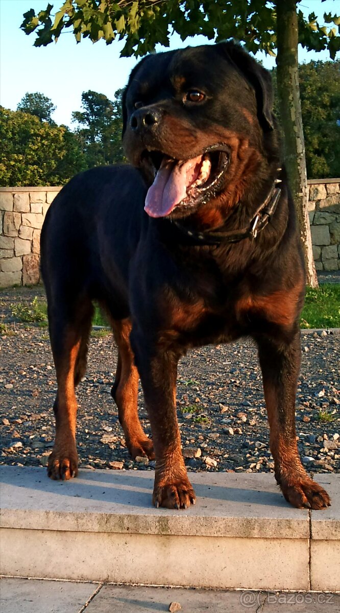 Krytí rotvajler, RTW, rottweiler s PP - 4